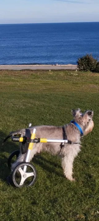 Sedia a rotelle per cani regolabile con imbracature migliorate