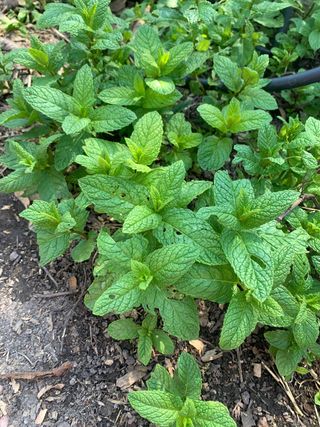 Plantas de hierbabuena frescas