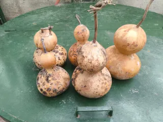 Calabazas secas no comestibles 5€ Por unidad