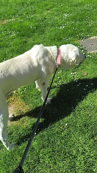 Me ofrezco para pasear perros por Salamanca
