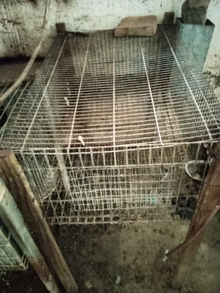 Jaulas para conejos metálicas 150€ las 4