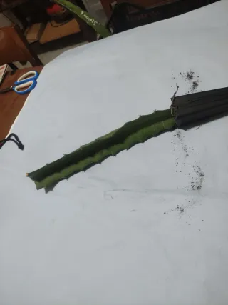 Pianta Pitaya Desert King autofertile