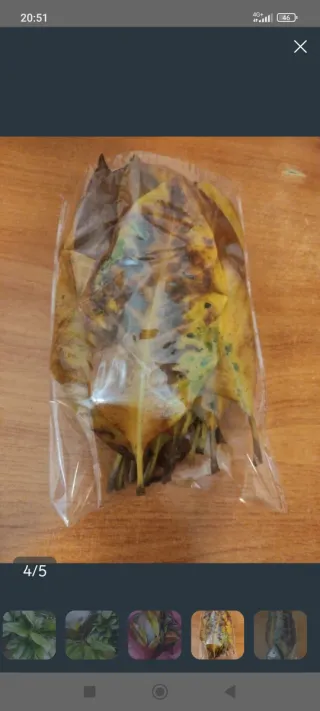 Hojas de Magnolio para Acuario/Terrario