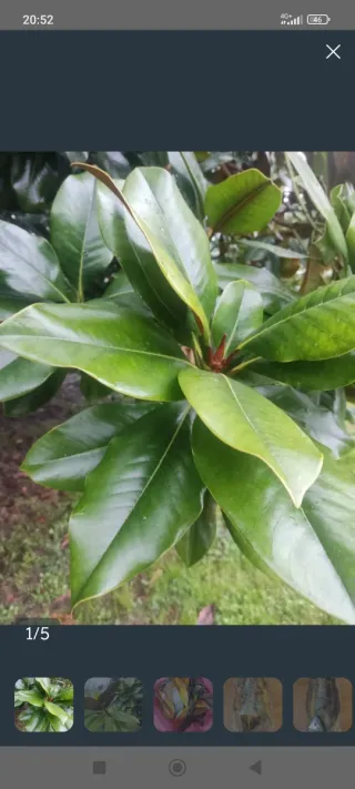 Magnolio hojas para Terrario/Acuario