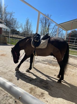 Montura KN Victoria Ouvertüre