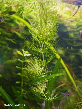 Pianta acquatica Ceratophyllum