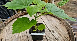 Raíces Paulownias Z07-Shandong,Eloganta ,Fortuney