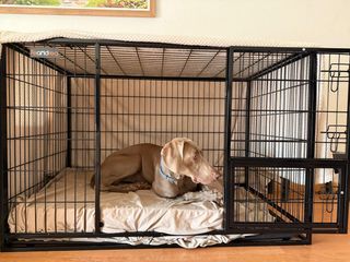 Jaula Perro Grande Entrenamiento Negra