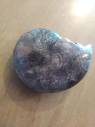 Fósil Ammonite Marruecos