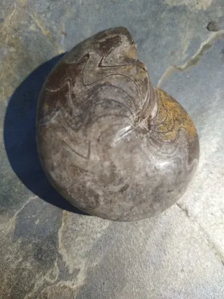 Fósil Ammonite Marruecos