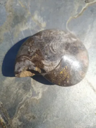 Fósil Ammonite Marruecos
