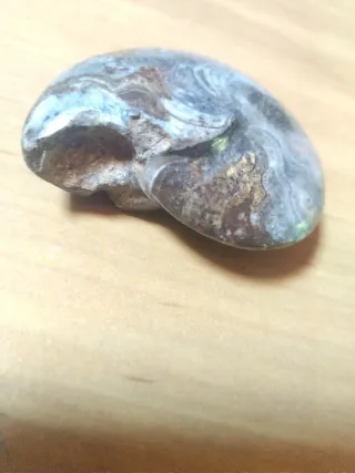 Fósil Ammonite Marruecos