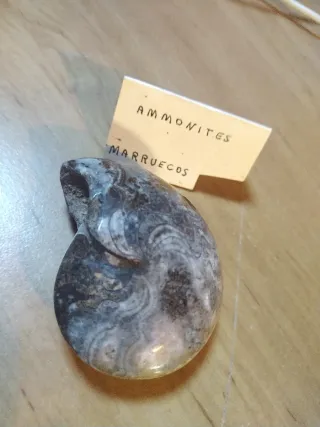 Fósil Ammonite Marruecos