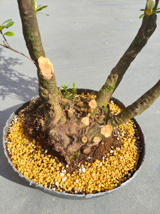 Pré Bonsai Azalea
