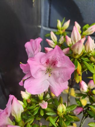 Pré Bonsai Azalea