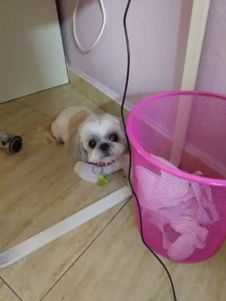 Paseo perritos todo el día