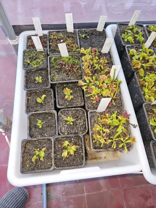 Plantas Carnívoras Varias Mutaciones