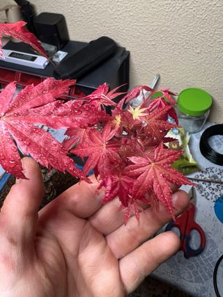 Arce palmatum deshojo Bonsai