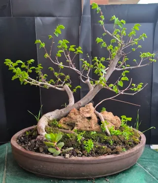 Pre Bonsai Olmo su Roccia