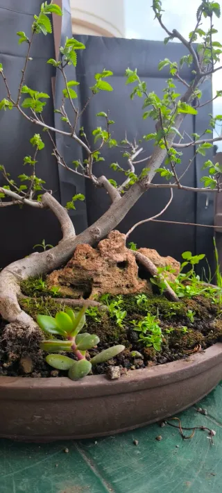 Pre Bonsai Olmo su Roccia