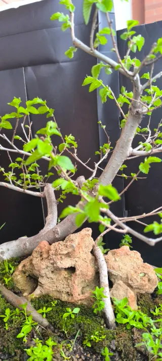 Pre Bonsai Olmo su Roccia
