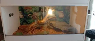 Terrario para reptiles