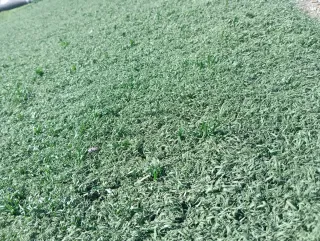 Césped artificial reciclado