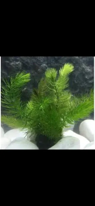 Planta Acuática Cola de Zorro