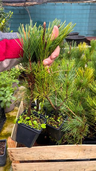 PLANTON PRE BONSAI THUNBERGI / KUROMATSU