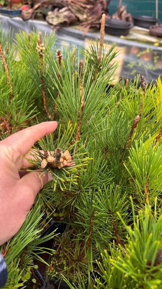 PLANTON PRE BONSAI THUNBERGI / KUROMATSU