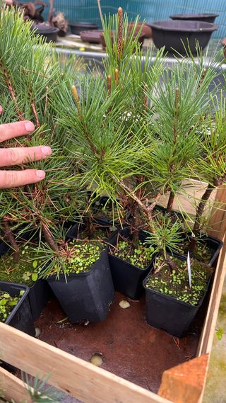 PLANTON PRE BONSAI THUNBERGI / KUROMATSU
