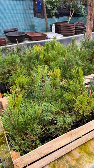 PLANTON PRE BONSAI THUNBERGI / KUROMATSU