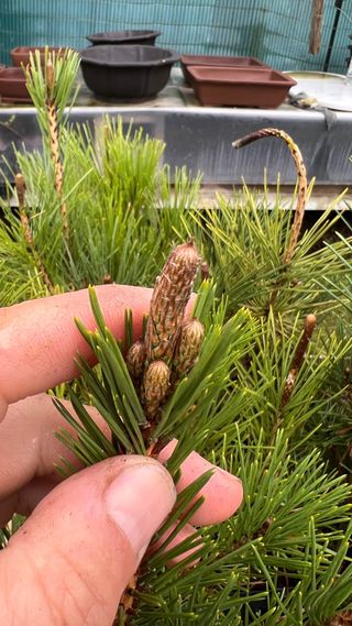 PLANTON PRE BONSAI THUNBERGI / KUROMATSU
