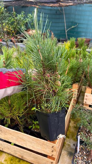 PLANTON PRE BONSAI THUNBERGI / KUROMATSU