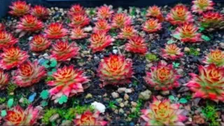 Sempervivum Gold Nugget