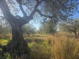 Terreno en venta en Montsià de Mar en Alcanar