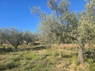 Terreno en venta en Montsià de Mar en Alcanar