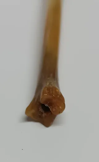 Hueso decorado para coleccionistas