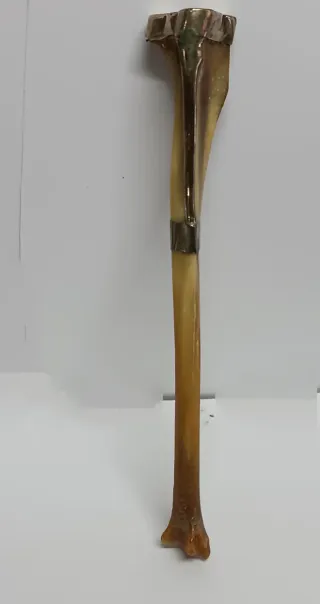 Hueso decorado para coleccionistas