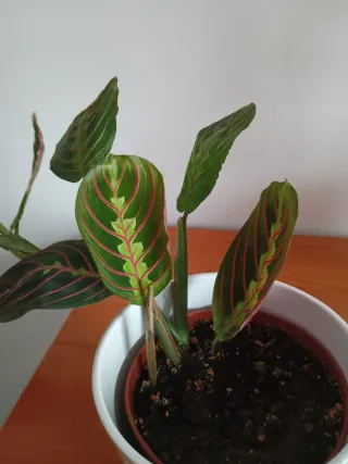 Lote 3 plantas naturales en maceta