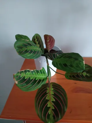 Lote 3 plantas naturales en maceta