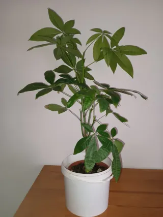 Lote 3 plantas naturales en maceta