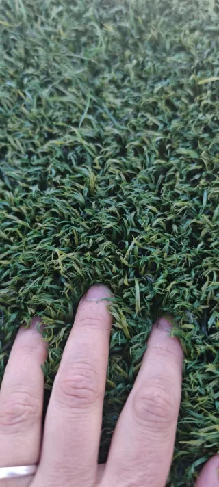 Césped artificial sin mantenimiento