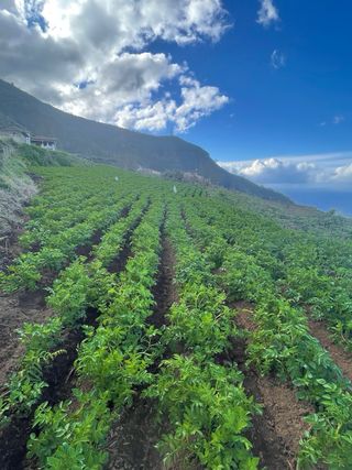 Venta de terreno (finca) en placeres, Los Realejos