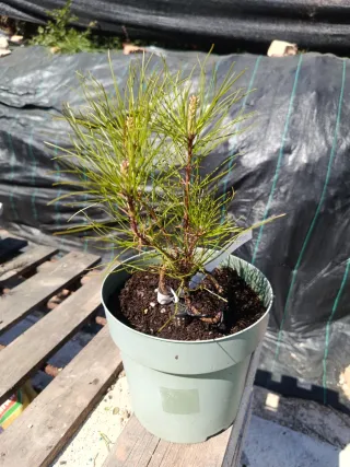 Pre-bonsái Pinus Thunbergii / pino negro Japones