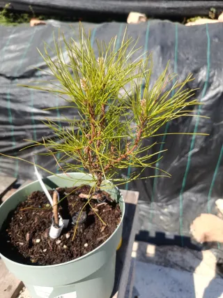 Pre-bonsái Pinus Thunbergii / pino negro Japones