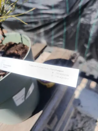 Pre-bonsái Pinus Thunbergii / pino negro Japones