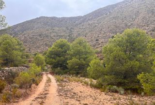 Terreno rustico en Aspe con pinada y cueva