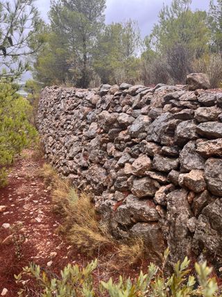 Terreno rustico en Aspe con pinada y cueva