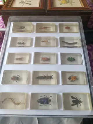 Colección insectos en metacrilato sietes cajas